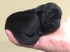 a person holding a small black puppy in their hand