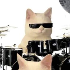 a cat wearing sunglasses and playing drums with another cat in the back ground behind him