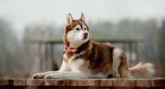 a brown and white dog sitting on top of a wooden table