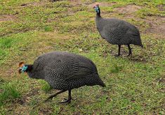 two large birds walking across a grass covered field