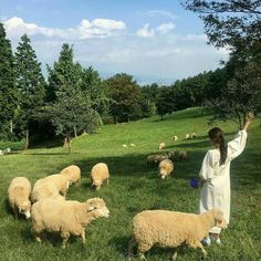 a woman standing in the grass with her arms outstretched to feed some sheep and other animals