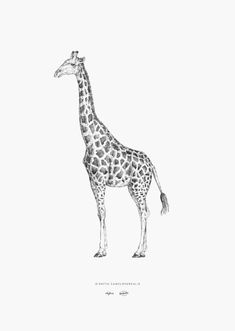 a black and white drawing of a giraffe