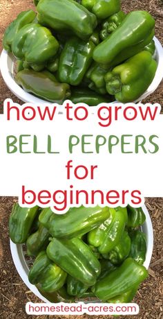 two white bowls filled with green bell peppers and the words how to grow bell peppers for beginners