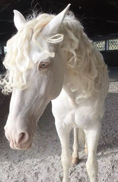 a white horse with blonde hair standing in an enclosure