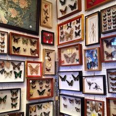 there are many framed butterflies on the wall