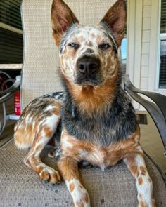 a dog that is sitting down on a chair