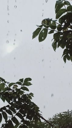 rain is falling down on the trees and leaves