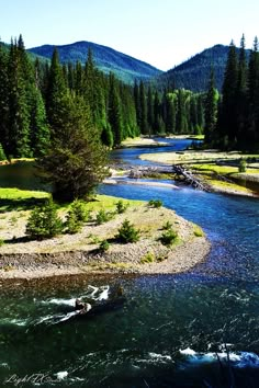 a river running through a lush green forest