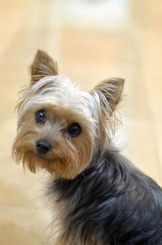 a small dog sitting on top of a wooden floor