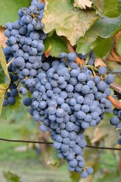 bunches of blue grapes hang from the vine