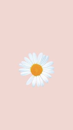 a single white flower with yellow center on a light pink background in the shape of a daisy