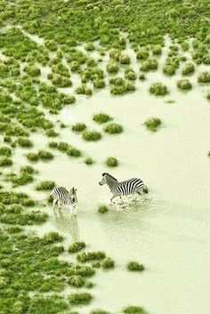 two zebras are walking in the water near green plants and grass that have been flooded