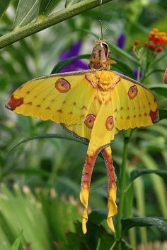 a large yellow butterfly sitting on top of a green plant