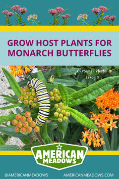 Monarch Butterfly Larve munching on a butterfly weed plant. American Meadows, Attract Pollinators, Attract Butterflies, Wildflower Seeds, Monarch Butterfly, Wild Flowers, Plants