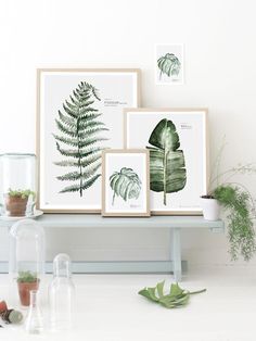 some plants and pictures on a shelf in a room