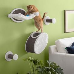 an orange cat standing on top of a scratching post in front of a green wall