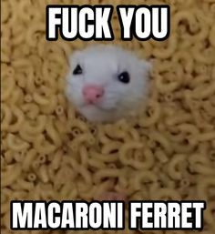 Ferret Funny Pictures, Ferret Memes Hilarious, Emo Ferret, Ferret Fursona, Ferret Pfp, Ferret Meme, Baby Possum, Baby Ferrets, Funny Ferrets