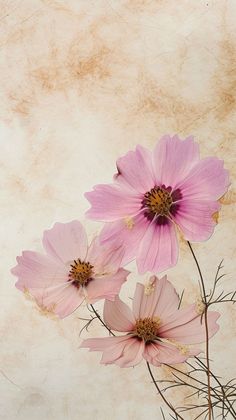 three pink flowers are in a vase on a white tablecloth with an old paper background