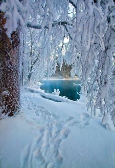 the trees are covered in snow and ice as they stand next to a body of water