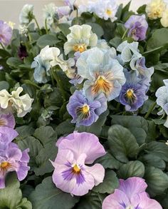 many purple and white flowers are growing together