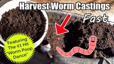 a bucket filled with dirt and worms next to a sign that says harvest worm castings fast