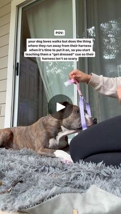 a woman is petting a dog with a purple ribbon on her neck and the words pov above it say, your dogs walks but does that thing