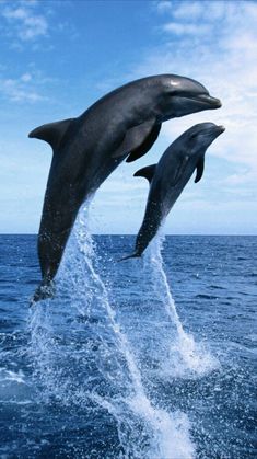 two dolphins are jumping out of the water