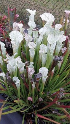 some very pretty white flowers by a fence