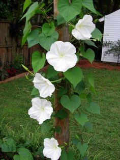 white flowers growing on the side of a tree in a yard with grass and fence behind it