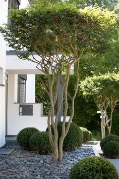 a white building with trees and rocks in the front yard, next to it is a gravel path that runs between two buildings