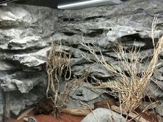 there is a rock wall with plants growing out of it