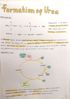 a paper with information about the formation of urea