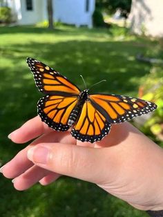 a butterfly that is sitting on someone's hand