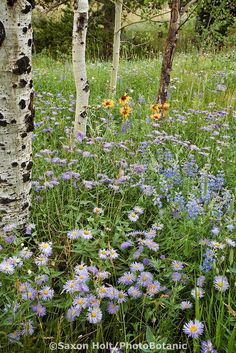 wildflowers and birch trees in the woods