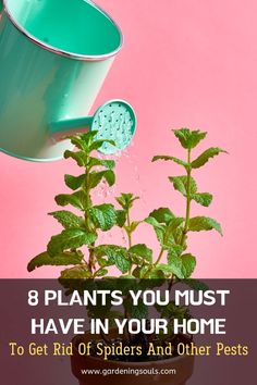 a potted plant with water coming out of it and the words 8 plants you must have in your home to get rid of spider and other pests