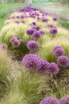 happy birthday card with purple flowers and grass