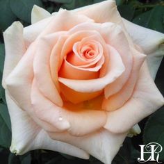 a pink rose with green leaves in the background