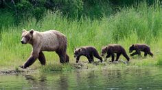 three brown bears are walking along the shore by some water and green grass, while another bear is following behind them