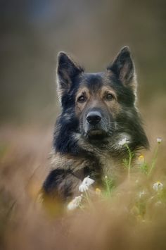 a black and brown dog laying on top of a grass covered field next to flowers