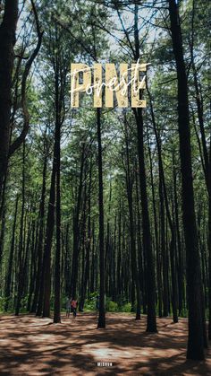 people walking through the woods on a sunny day with text overlaying them that reads pine