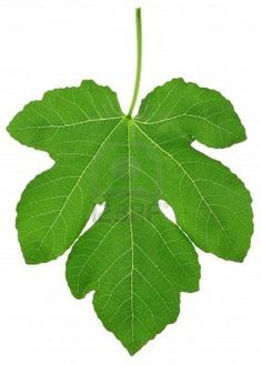 a green leaf is shown on a white background