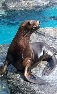 a sea lion sitting on top of a rock next to a body of blue water