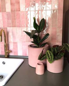 three potted plants sitting on top of a counter next to a sink