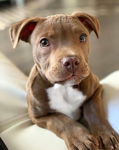 a brown and white dog laying on top of a bed