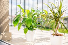 three potted plants sitting on top of a white table next to a window sill