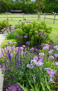 a garden with purple flowers and green grass