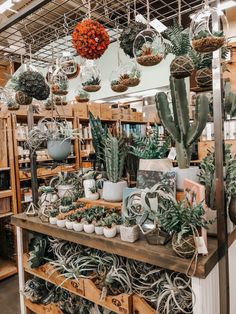 an assortment of succulents and cacti on display in a store