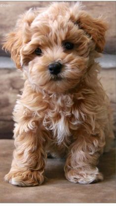 a small brown dog sitting on top of a wooden floor next to a wall and looking at the camera