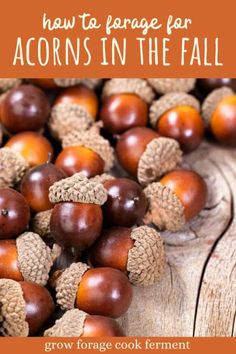 acorns in the fall with text overlay that reads how to porge far acorns in the fall