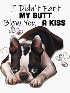 Dog Breed Art, French Bulldog Breed, Bulldog Breeds, Boston Terrier Puppy, Boston Terrier Dog, Terrier Puppy